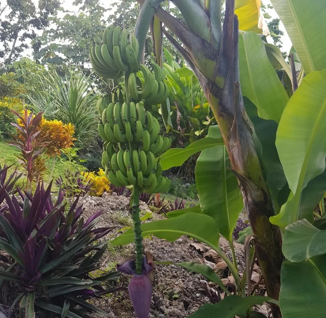 Private Hilltop - Garden Apartment - Orange Bay
